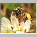 Halictus sp - Furchenbiene w01b.jpg